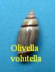 Olivella (Lamprodoma) volutella, Lamarck 1811